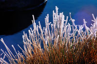 LS120  Frost, Kosciuszko National Park NSW